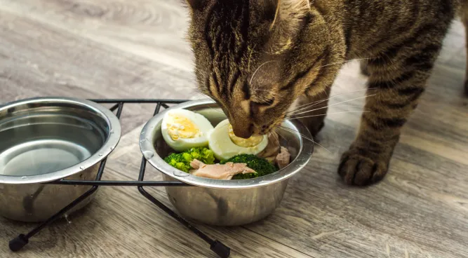 how much dry food to feed a cat per day