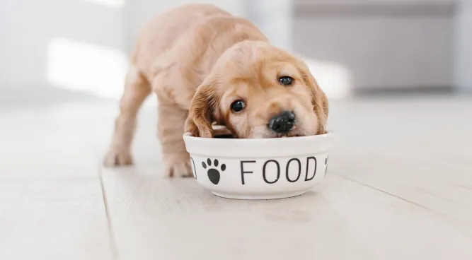 how long can a dog go without food
