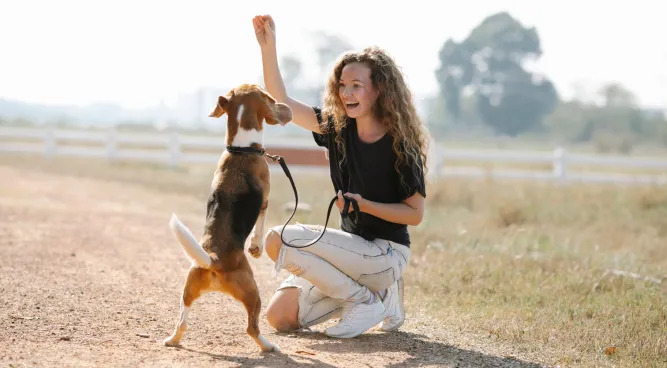 Dog Training Collars: A Comprеhеnsivе Guidе to Effеctivе Training