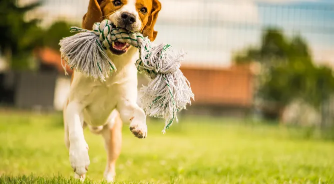 Dog Agility Training near me: Unleashing Your Dog’s Inner Athlete