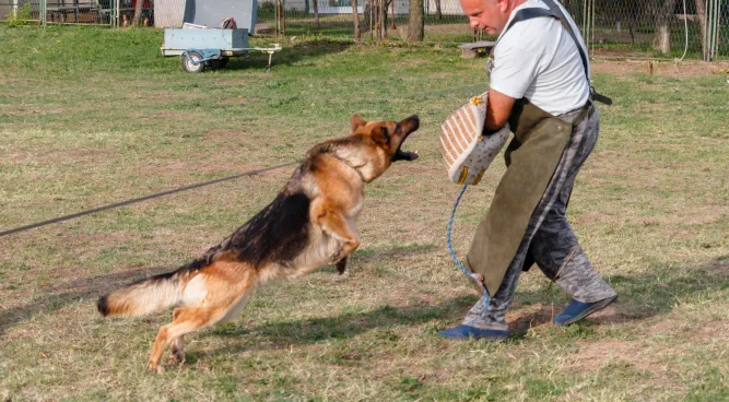 Attack Dog Training near me: Unleashing the Potential