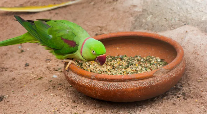 What Food Kills Birds