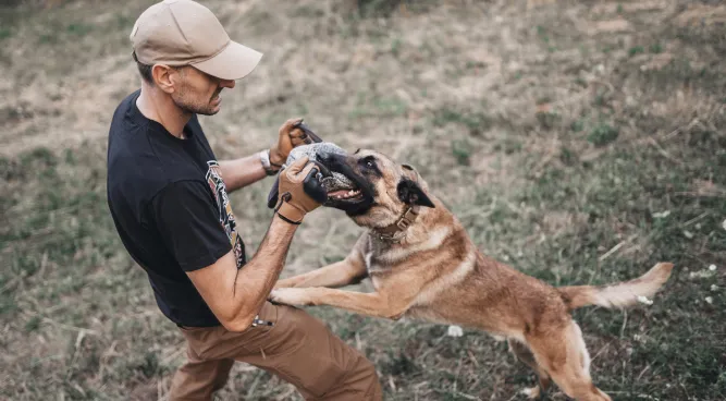 Protection Dog Training Near Me: Unleashing Your Dog’s Inner Protector